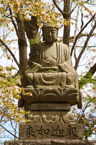 Socha Buddhy Třešňové Květy — Stock fotografie
