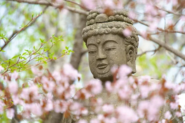 Estatua Buddha Flores Cerezo — Foto de Stock