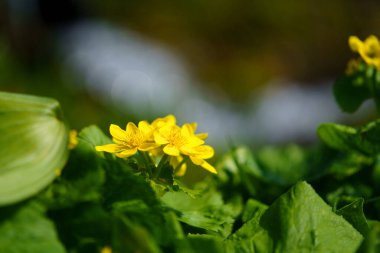 Bahar ayındaki Kingcup Hokkaido Japonya