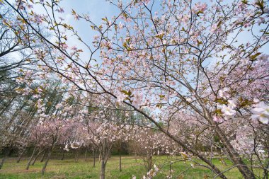 Bahar ölüm ilanında kiraz çiçekleri