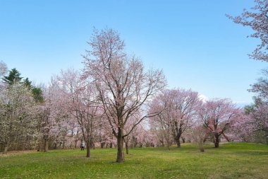 Bahar ölüm ilanında kiraz çiçekleri