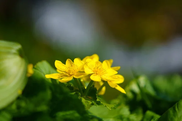 Copo Rei Primavera Hokkaido Japão — Fotografia de Stock