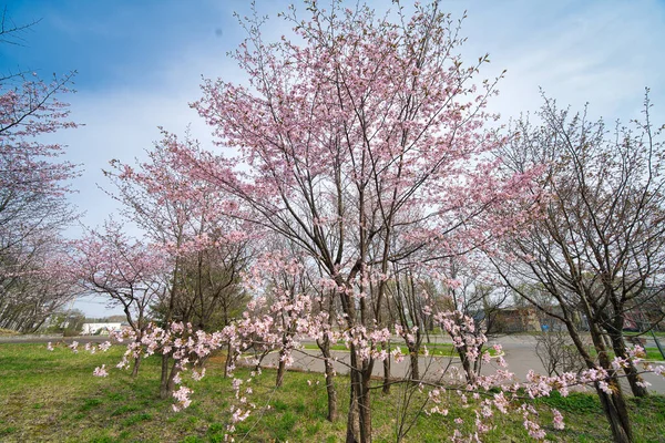 Flores Cereja Obihiro Primavera — Fotografia de Stock