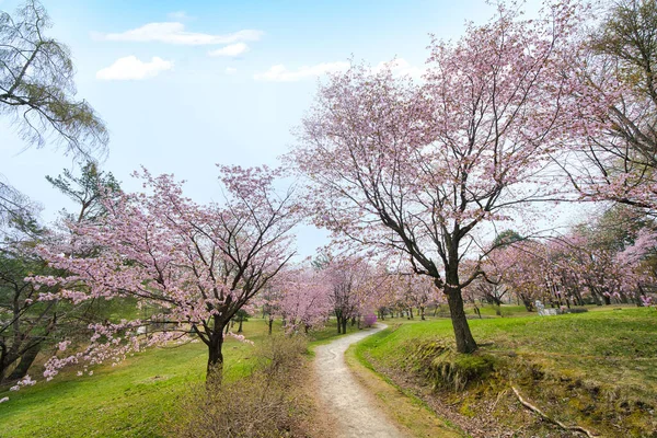 Flores Cereja Obihiro Primavera — Fotografia de Stock