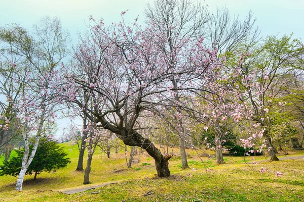 Fleurs Cerisier Printemps Obihiro — Photo