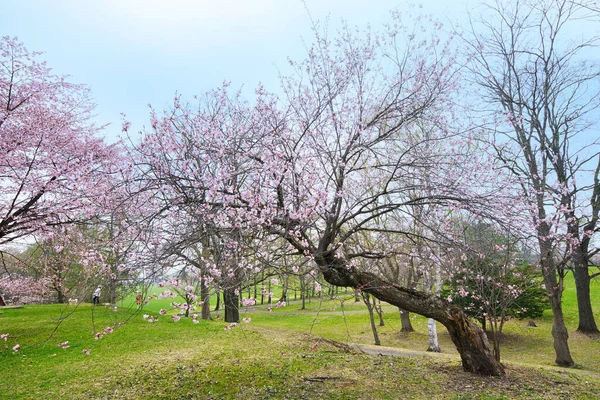 Flores Cereja Obihiro Primavera — Fotografia de Stock