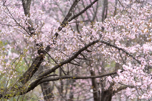 Wiśniowe Kwiaty Wiosennym Obihiro — Zdjęcie stockowe