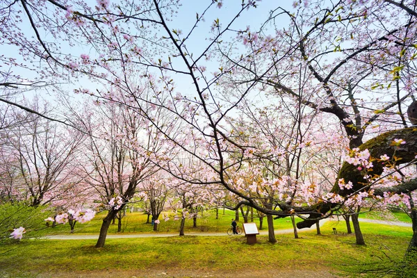Flores Cerezo Primavera Obihiro — Foto de Stock