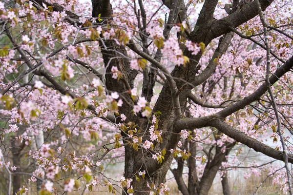 Flores Cereja Obihiro Primavera — Fotografia de Stock