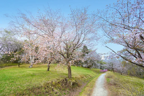 Flores Cereja Obihiro Primavera — Fotografia de Stock