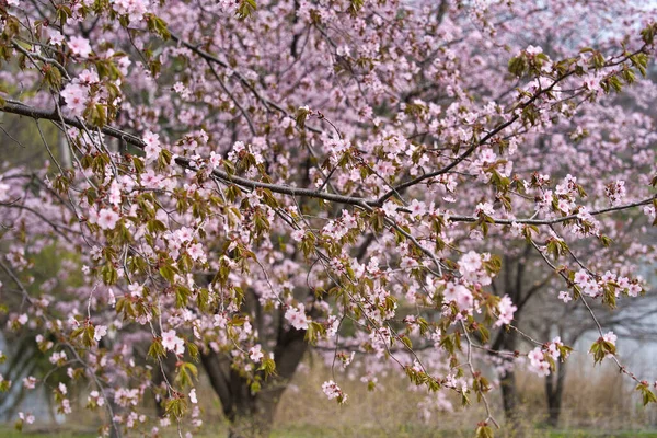 Цвітіння Вишні Навесні Obihiro — стокове фото