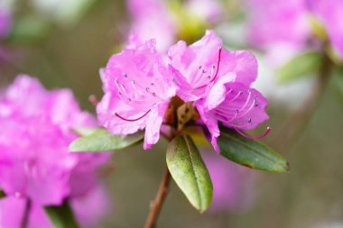 Bahar 'da açelya Hokkaido Japonya' da