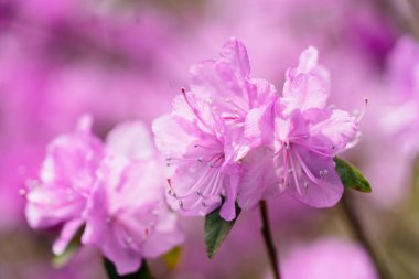 Bahar 'da açelya Hokkaido Japonya' da