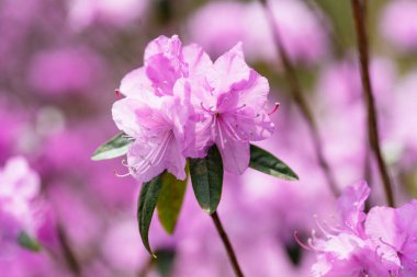 Bahar 'da açelya Hokkaido Japonya' da