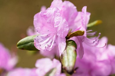 Bahar 'da açelya Hokkaido Japonya' da