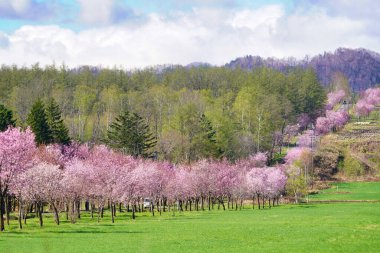Bahar Nakasatunai 'de kiraz çiçekleri