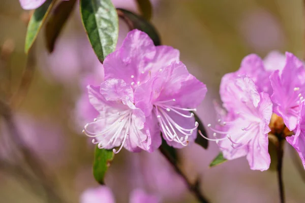 Azalea Primavera Hokkaido Japan — Foto Stock