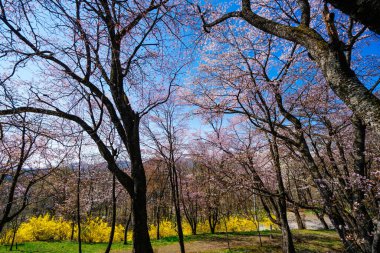 Japonya 'da kiraz çiçekleri olan manzara