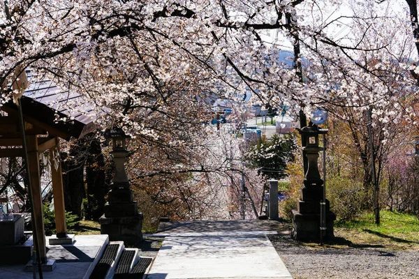 Пейзаж Цветущей Вишней Японии — стоковое фото