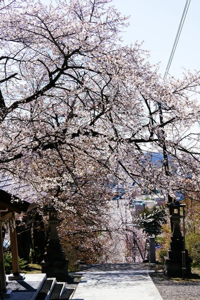 日本の桜の風景 — ストック写真