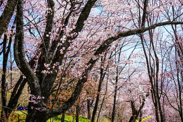 Peisaj Flori Cireșe Japonia — Fotografie, imagine de stoc