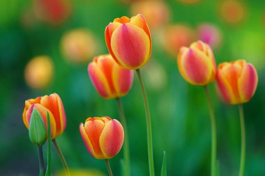 Hokkaido ilkbaharında lale bahçesi