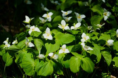 İlkbaharda Hokkaido 'da Trillium Camschatcense