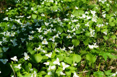 İlkbaharda Hokkaido 'da Trillium Camschatcense