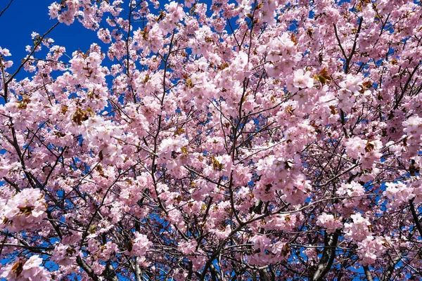 Cherry Blossoms Spring Hokkaido — Stock Photo, Image