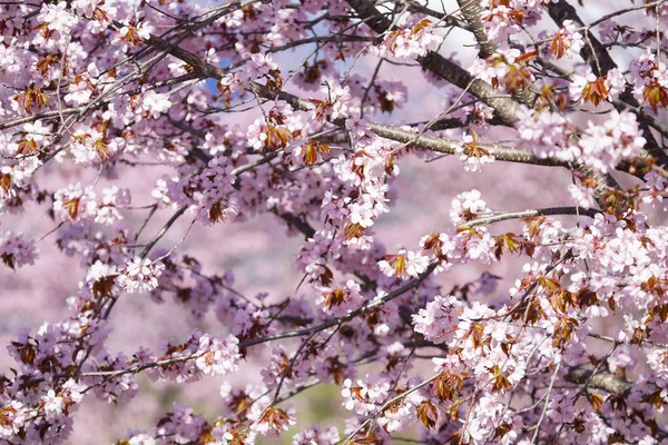 Flores Cereja Hokkaido Primavera — Fotografia de Stock