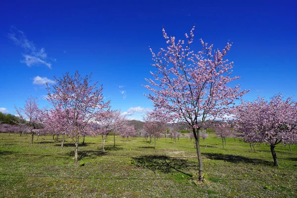 Цветение Вишни Весной Хоккайдо — стоковое фото