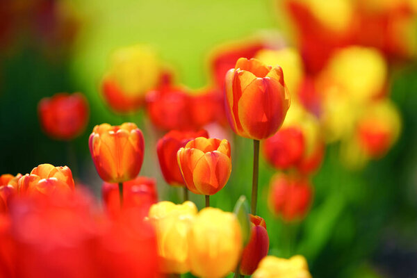 тюльпан сад весной hokkaido
