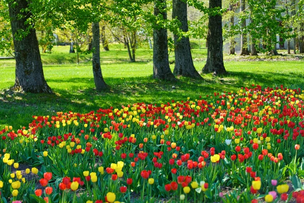 Giardino Dei Tulipani Primavera Hokkaido — Foto Stock