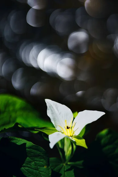 Trillium Camschatcense Spring Hokkaido — Stock fotografie