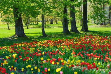 Hokkaido ilkbaharında lale bahçesi