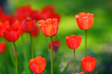 Hokkaido ilkbaharında lale bahçesi