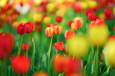 Hokkaido ilkbaharında lale bahçesi