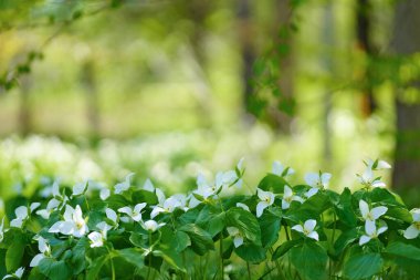 İlkbaharda Hokkaido 'da Trillium Camschatcense