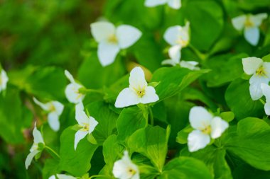 İlkbaharda Hokkaido 'da Trillium Camschatcense