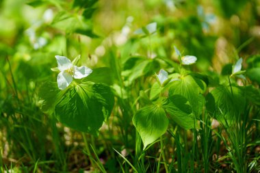 İlkbaharda Hokkaido 'da Trillium Camschatcense
