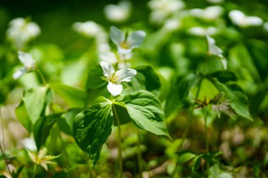 İlkbaharda Hokkaido 'da Trillium Camschatcense
