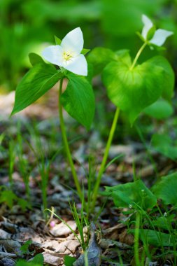 İlkbaharda Hokkaido 'da Trillium Camschatcense