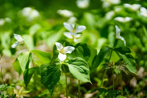 İlkbaharda Hokkaido 'da Trillium Camschatcense
