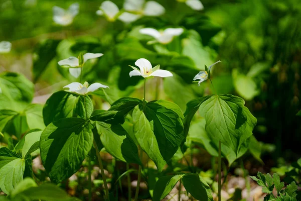 Trillium Camschatcense Primavera Hokkaido —  Fotos de Stock