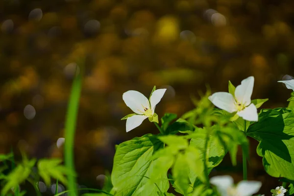 Trillium Camschatcense Primavera Hokkaido — Fotografia de Stock