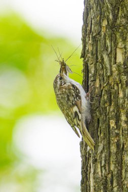 Ormanda Japon Pigme Ağaçkakanı