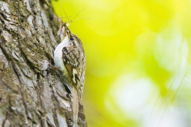 Ormanda Japon Pigme Ağaçkakanı
