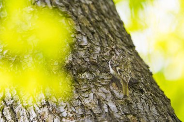 Ormanda Japon Pigme Ağaçkakanı