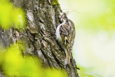 Ormanda Japon Pigme Ağaçkakanı