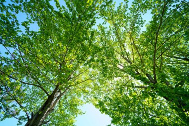 Yaz ormanında yeşil yapraklar